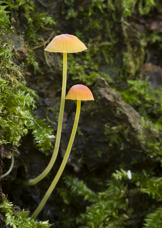 Mycena acicula